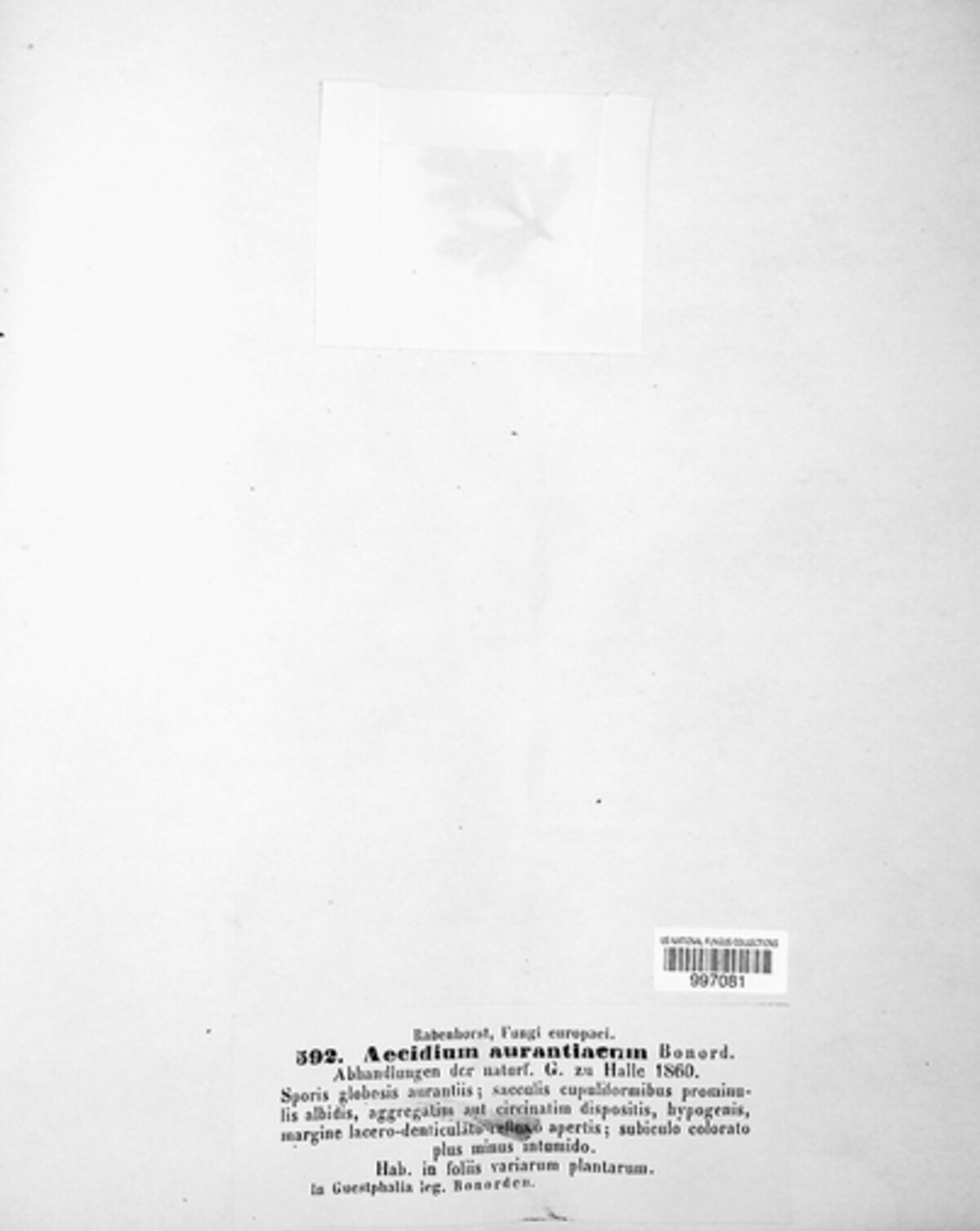 Uromyces erythronii image